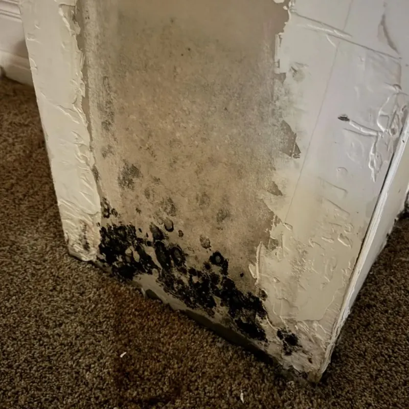Professional Mold Removal in Anderson, SC
